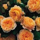 Саженцы английской розы Корона Принцессы Маргарет (Rose Crown Princess Margareta), сеянец - изображение 2