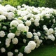 Саджанці Гортензії деревоподібної Анабель (Hydrangea arborescens Annabelle) Р9 - зображення 1