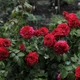 Саженцы розы флорибунда Ред Леонардо да Винчи (Rose Red Leonardo da Vinci), сеянец - изображение 3