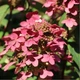 Саджанці Гортензії волотиста Мэджикал Файр (Hydrangea paniculata Magical Fire) Р9 - зображення 3