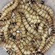 Зофобас, зоофобус ( Zophobas morio ) - Живі кормові комахи для рептилій, птахів, їжаків, павуків, комахоїдних тварин 50 шт. - зображення 5