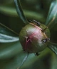 Професійний набір HD об'єктив 2в1 Макро та фішай лінза. 0,45 / 12,5 macro lens для телефону - зображення 8