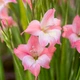 Цибулини Яскрава Гладіолус Низькорослий нанус Charming Beauty (39858) (3шт) - зображення 2