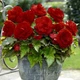 Клубни Яскрава Бегония New Star Red (42964) (1шт) - изображение 1