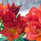 Луковицы Яскрава Фрезия махровая (полная) Orange (36923) (5шт) - изображение 1
