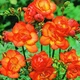 Луковицы Яскрава Фрезия махровая (полная) Orange (36923) (5шт) - изображение 2