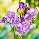 Луковицы Яскрава Фрезия махровая Purple (43946) (5шт) - изображение 1