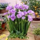 Луковицы Яскрава Фрезия махровая Purple (43946) (5шт) - изображение 2