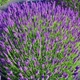 Саженцы Лаванды узколистной (Lavandula angustifolia) Р9 - изображение 1