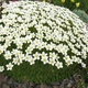Саженцы Камнеломки Арендса белая (Saxifraga Arendsii) Р9 - изображение 1