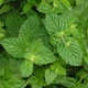 Саджанці Марокканської м'яти, м'яти арабської (Mentha spicata Marokko) Р9 - зображення 2