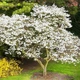 Саженцы Магнолии Кобус (Magnolia Kobus) P9 - изображение 3