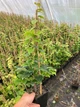 Саженцы Винограда Вичи, привитого (Parthenocissus tricuspidata Veitchii), Р11 (1л) - изображение 4