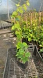 Саженцы Винограда Вичи, привитого (Parthenocissus tricuspidata Veitchii), Р11 (1л) - изображение 5