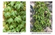 Саженцы Винограда Вичи, привитого (Parthenocissus tricuspidata Veitchii), Р11 (1л) - изображение 6