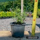 Саженцы Котовника Фассени Пурсиан Блю (Nepeta faassenii Pursian Blue) Р9 - изображение 2