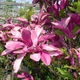 Саженцы Магнолии Сьюзан (Magnolia Susan) Р9 - изображение 1