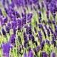 Саженцы Лаванды узколистной Хидкот (Lavandula angustifolia Hidcote) Р9 - изображение 2