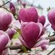 Саженцы Магнолии гибридной Рустика Рубра (Magnolia hibrida Rustica Rubra) Р9, сеянец - изображение 1