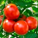 Томат Ред Кемел GL Seeds 0,15 г - изображение 3