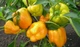 Перець солодкий Бугай GL Seeds 0,25 г - зображення 2