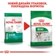 Корм для дорослих собак малих порід ROYAL CANIN MINI ADULT - 0,8 кг - изображение 7