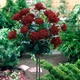Саженцы Яскрава Роза Блек Баккара (Black Baccara) штамб (38749) - изображение 2