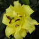 Цибулини Яскрава Лілія орієнтальна махрова Exotic Sun (39904) (1шт) - зображення 3