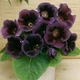 Бульби Яскрава Глоксинія Kaiser Violacea (37054) (1шт) - зображення 1