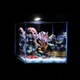 Аквариумный набор для морских рыб AquaLighter Nano Marine Set 15 л стеклянный морской наноаквариум куб Optiwhite 25×25×25 см прозрачный/черный арт. 7143 - изображение 1