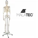 Скелет людини — 170 см Malatec 22583 - зображення 9