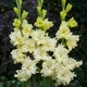 Луковицы Яскрава Гладиолус Гофрированный Lemon Frizzle (34269) (3шт) - изображение 1
