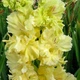 Луковицы Яскрава Гладиолус Гофрированный Lemon Frizzle (34269) (3шт) - изображение 2