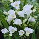 Луковицы Яскрава Фрезия простая White (29784) (5шт) - изображение 2
