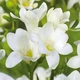 Луковицы Яскрава Фрезия простая White (29784) (5шт) - изображение 3