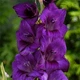 Цибулини Яскрава Гладіолус Великоквітковий Purple Flora (premium) (36977) (2шт) - зображення 2