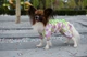 Комбинезон Smart Pet Florist, M1 Разноцветный - изображение 2