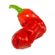 Набір для вирощування гострого перцю Pepper-X Peter Pepper Red (Перець Пітера Червоний) - изображение 3