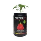 Набір для вирощування гострого перцю Pepper-X Bishops Crown (Корона Єпископа) - изображение 2