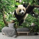 Популярные флизелиновые фотообои 3Д Животные Джунгли Природа 254x184 см Медведь панда на дереве (10238V4)+клей - изображение 10
