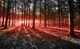 3d флізелінові фотошпалери природа 254x184 см Червоний захід сонця в лісі (2227V4)+клей - зображення 2