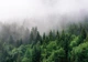 Флизелиновые 3Д фотообои Туманный хвойный лес на склоне (13907V)+клей - изображение 2