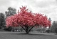 Фотообои 3Д флизелиновые 254x184 см Красное дерево (11801V4)+клей - изображение 2