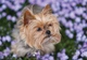 Флизелиновые фотообои 254x184 см Собака (11381V4)+клей - изображение 2