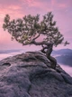 Флизелиновые 3d фотообои с природой 206x275 см Дерево на скале (11749VEA)+клей - изображение 2