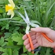 Секатор для цветов SAGAWATA WS-902, ножницы для фруктов - изображение 6