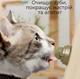 Кошачья мята лакомство шарик для кошек котов на липучке - изображение 3