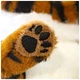 М'яка іграшка Ty Beanie Babies Тигреня Clawdia (40546) - зображення 3