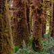 Аромамасло для свечи и мыла Редвуд и мох (CandleScience Redwoods and Moss) - изображение 2