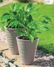 Горшок Sahara-40 бежевый Form-Plastic - изображение 2